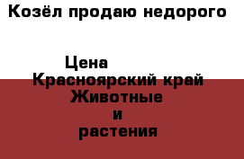 Козёл продаю недорого › Цена ­ 7 000 - Красноярский край Животные и растения » Другие животные   